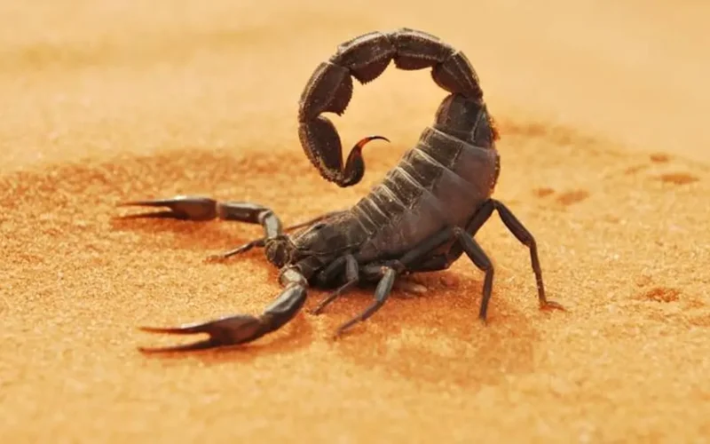 برج العقرب 31 ديسمبر 2025: طاقة عالية ومواجهات مصيرية مع تحذير إرهاق